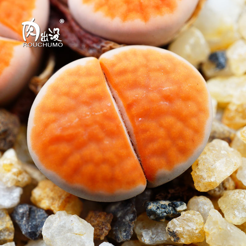 冰橙orange ice三年苗组合一物一拍橙窗爱爱玉全窗花纹玉生石花