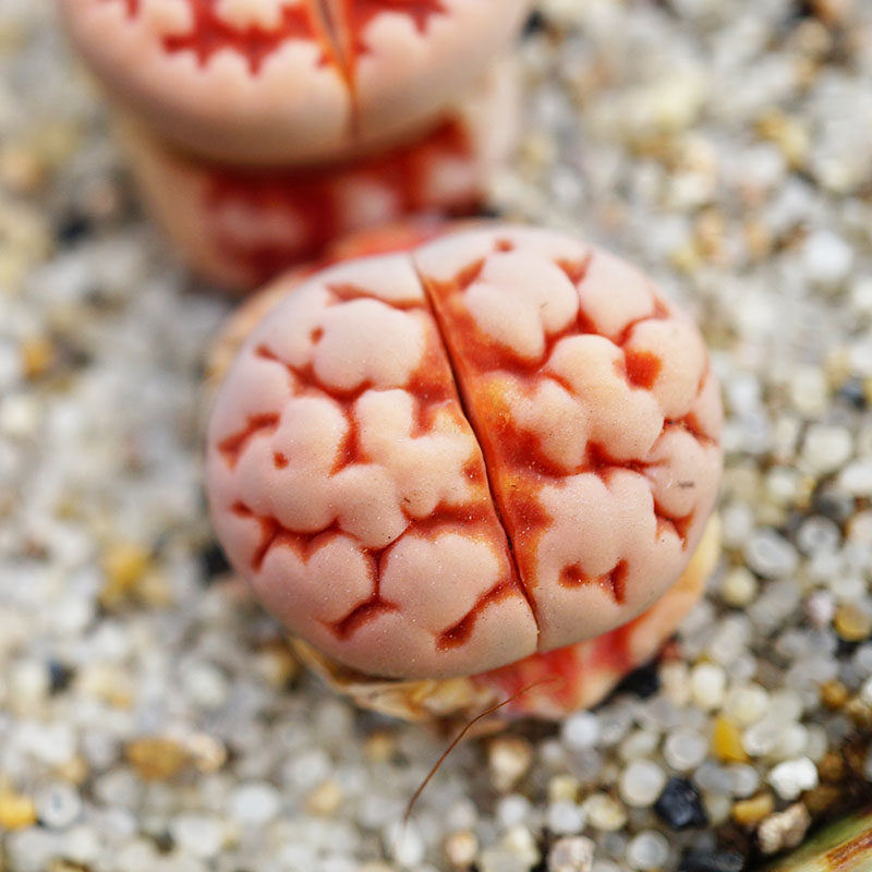 粉红豹一物一拍三年年生石花脑花纹系列多肉植物多肉植物