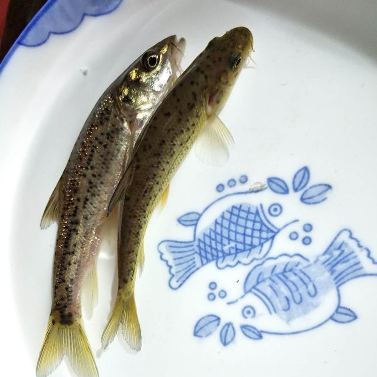 金沙鲈鲤鱼苗大花鱼豹纹花名贵特种稀有原生鱼