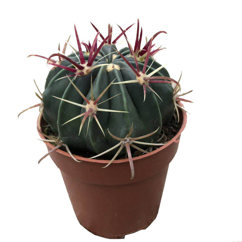 仙人球红日出仙人掌多肉植物办公室防辐射小盆盆栽多肉植物