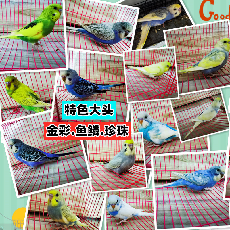 大头虎皮金彩单显双显鹦鹉珍珠鱼鳞特色欧血鸟