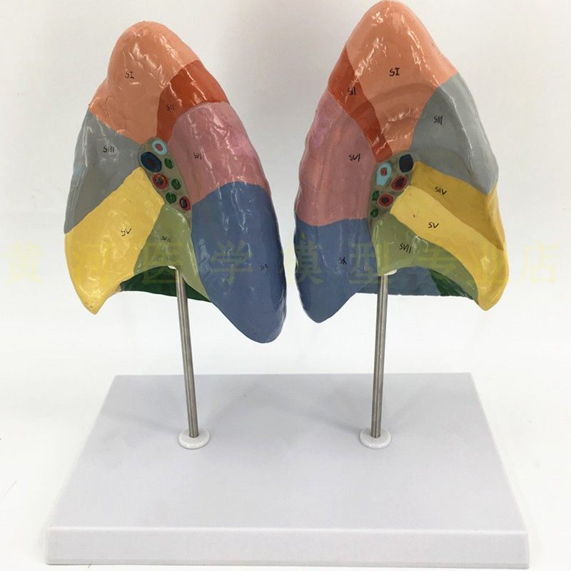 模型肺段色分人体解剖呼吸系统分区其他模型玩具