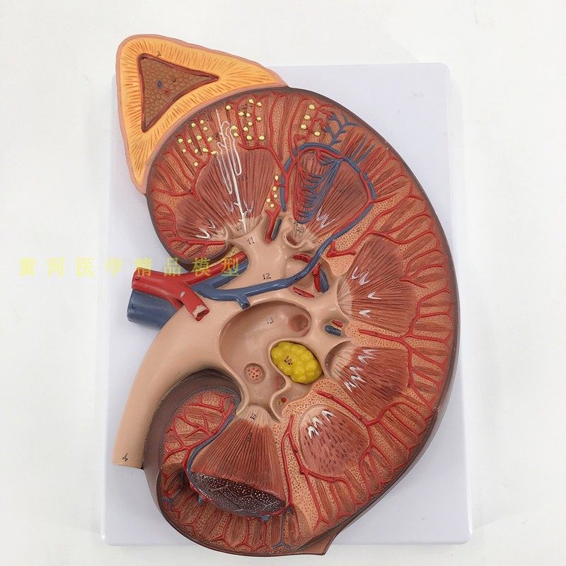 模型肾脏解剖放大3倍特大结构人体其他模型玩具