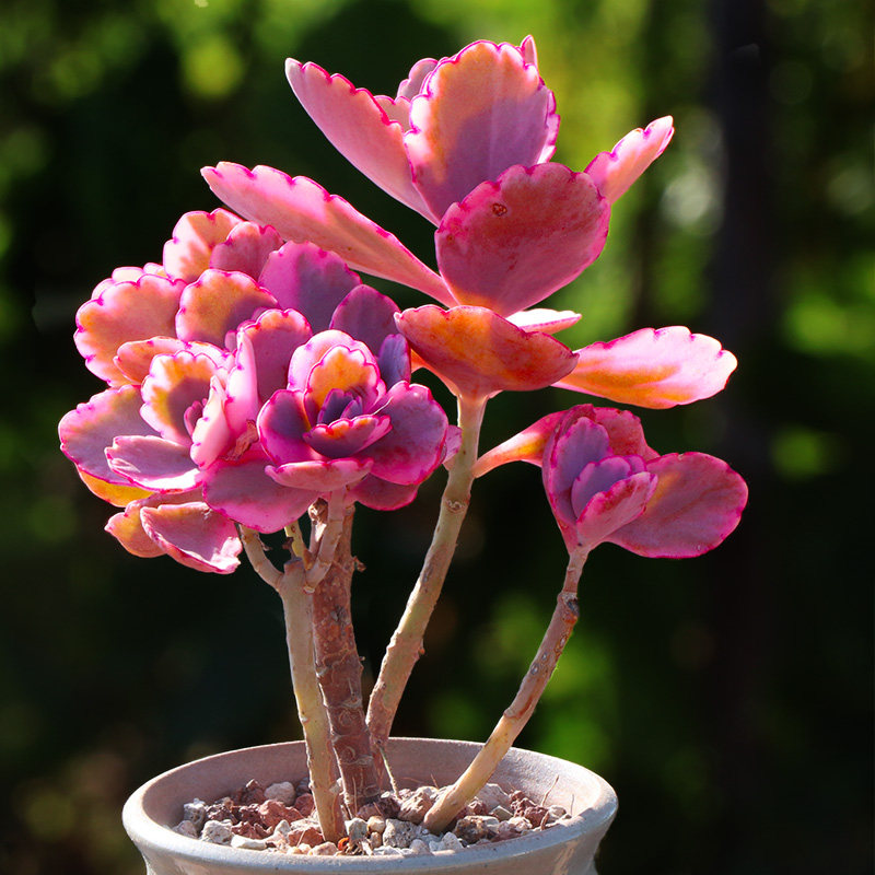 蝴蝶之舞锦玉吊钟多肉植物多头群生一物一拍绿植花卉向阳派园艺