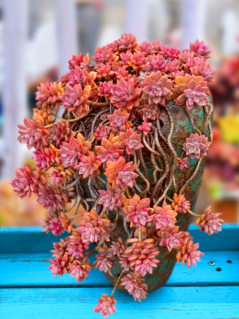 姬胧月一物一拍阳派容易养护老桩悬崖多肉植物多肉植物