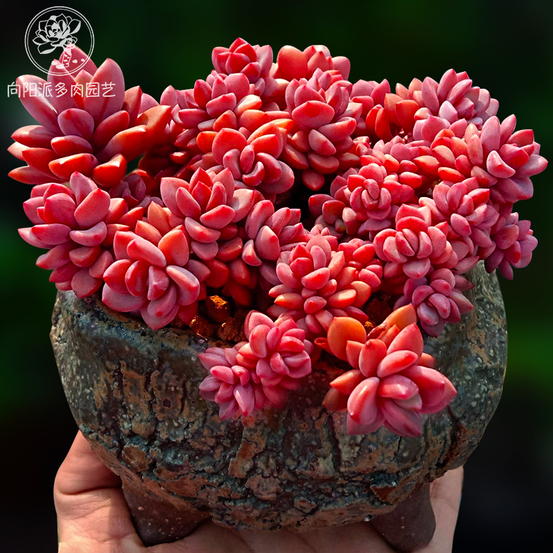 紫心群生小老桩多肉植物一物一拍盆栽好养满包邮多肉植物
