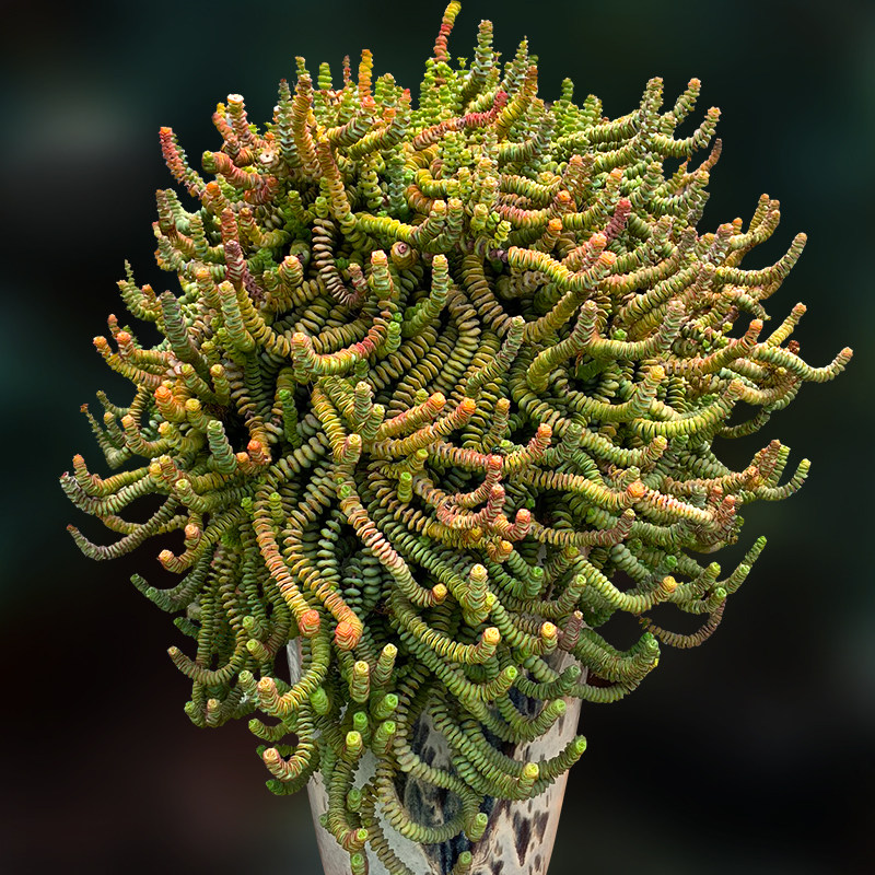 钱串群生大老桩迷你胖钱串多肉植物一物一拍花卉向阳派多肉园艺