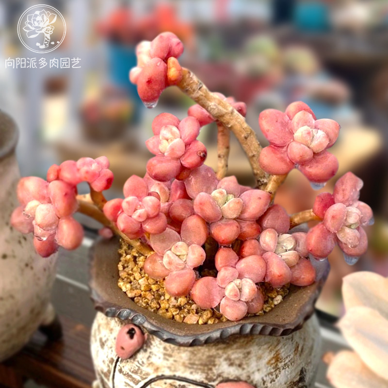 洛神洛可可精品趣味萌多植物一物一拍造型老桩多肉植物