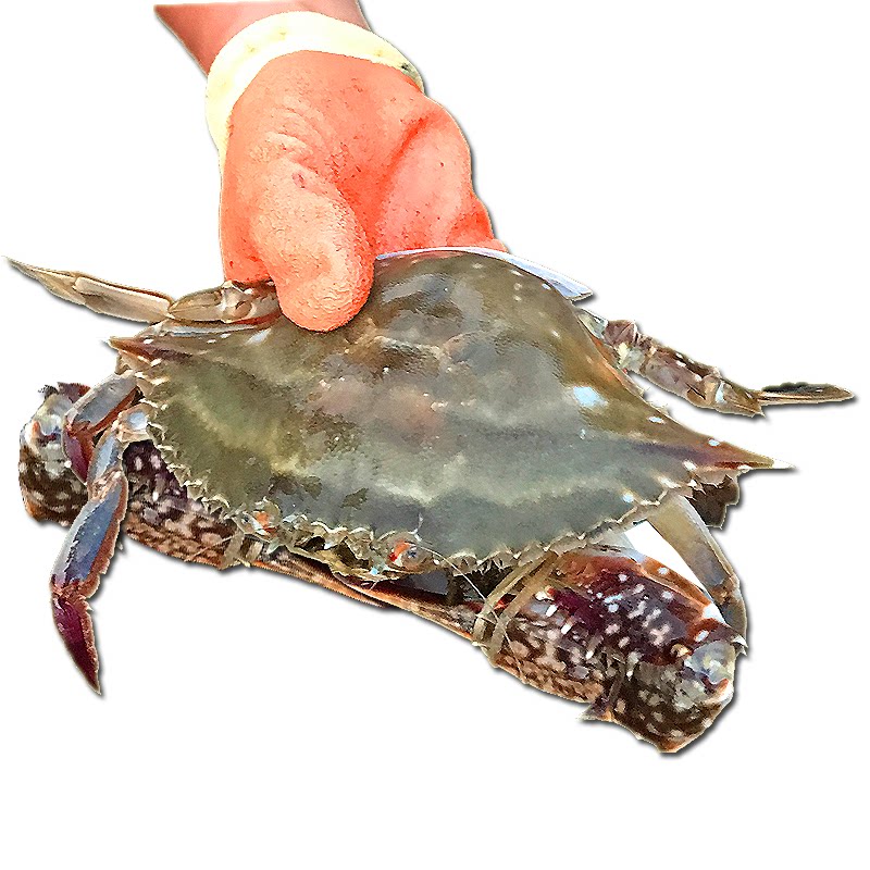 梭子鲜活特大母蟹公蟹莱州海鲜水产全母满肉飞梭子蟹