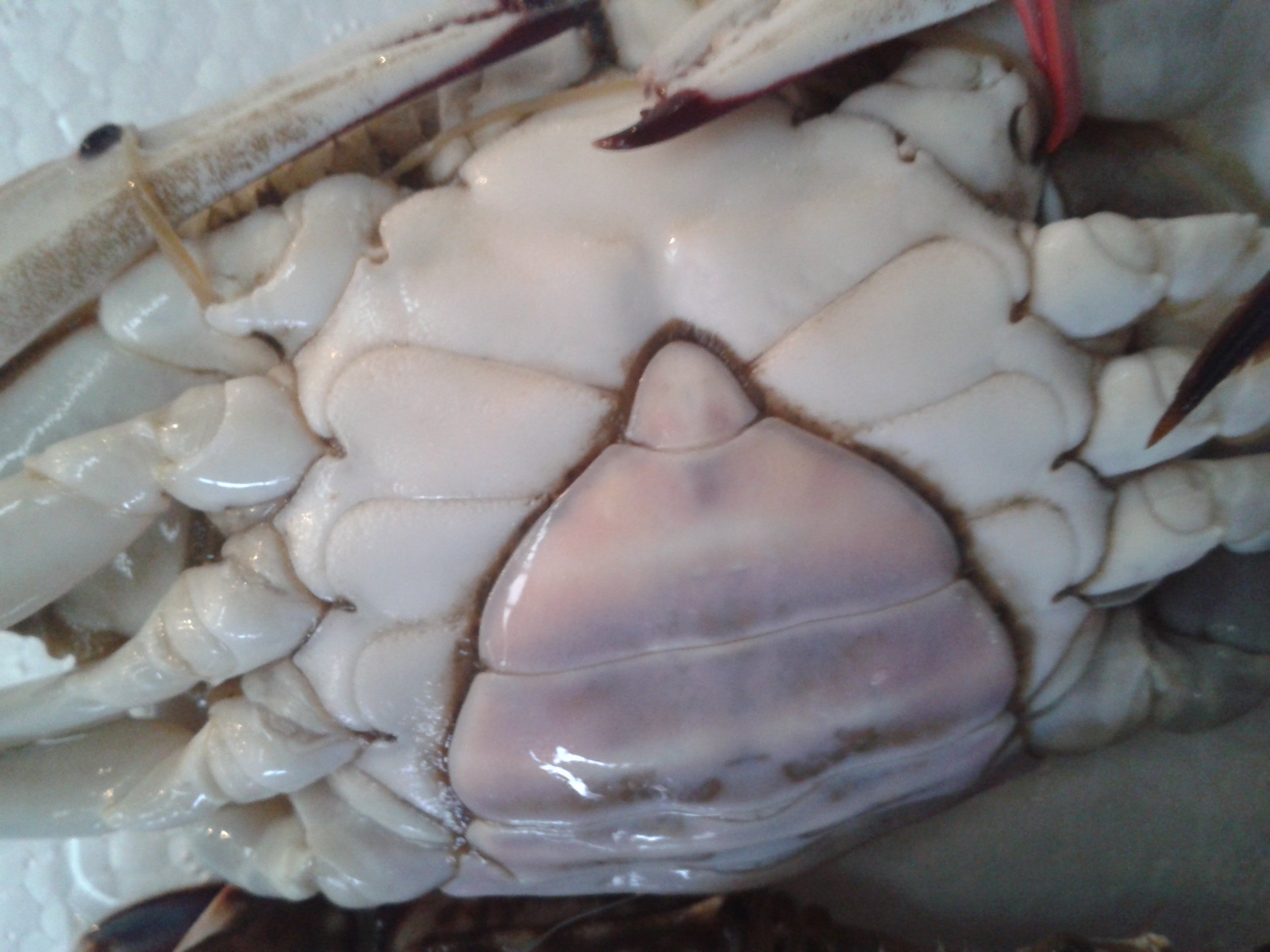 梭子蟹鲜活山东烟台莱州湾海鲜特产野生螃蟹鲜活6-7两特大梭子蟹