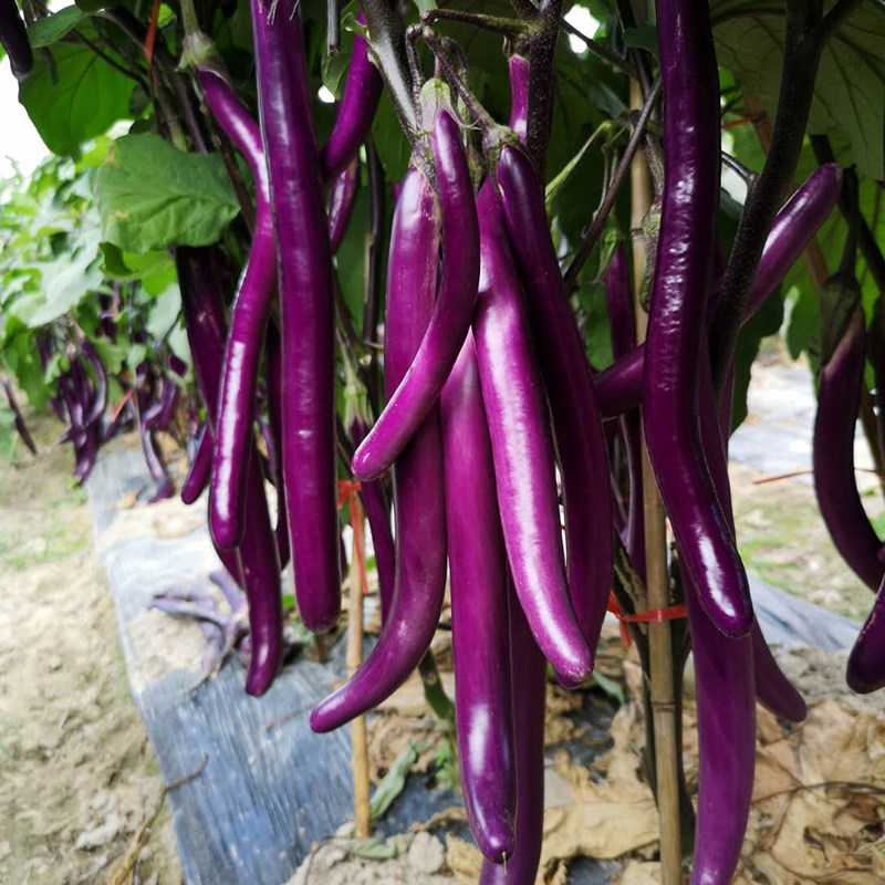 北京农科院京研茄子种子紫长茄长线茄蔬菜种籽阳台四季种菜籽园艺