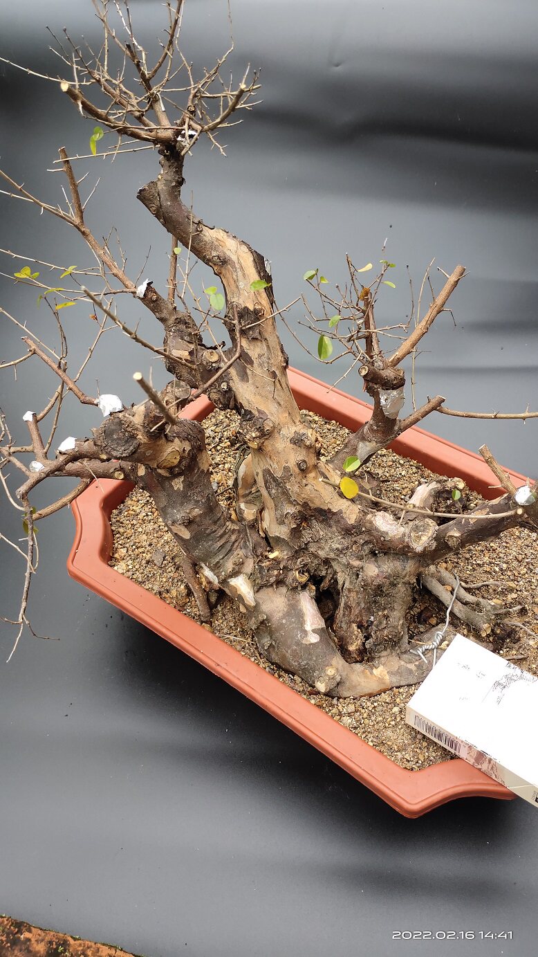 大型雀梅盆景老桩熟桩盆栽绿植绿植