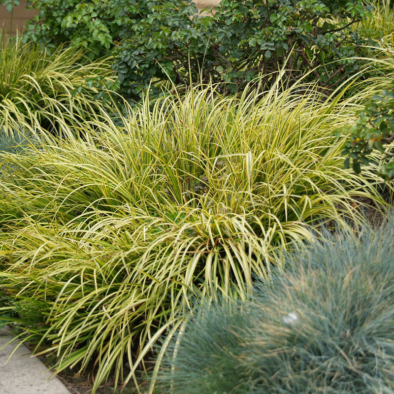 花无缺叶植物阳台庭院耐阴耐热植物花镜地被观菖蒲宿根
