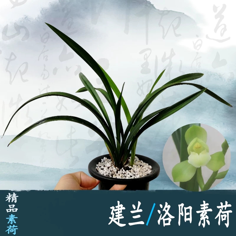 建兰四季兰花花苗洛阳素荷现带花苞出售素心花卉
