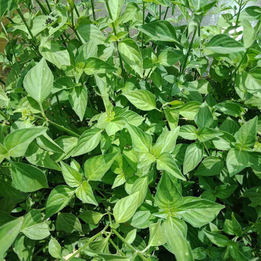 广西农村野生狗肝路边干菜中草药材四籽马蓝其他药食同源食品