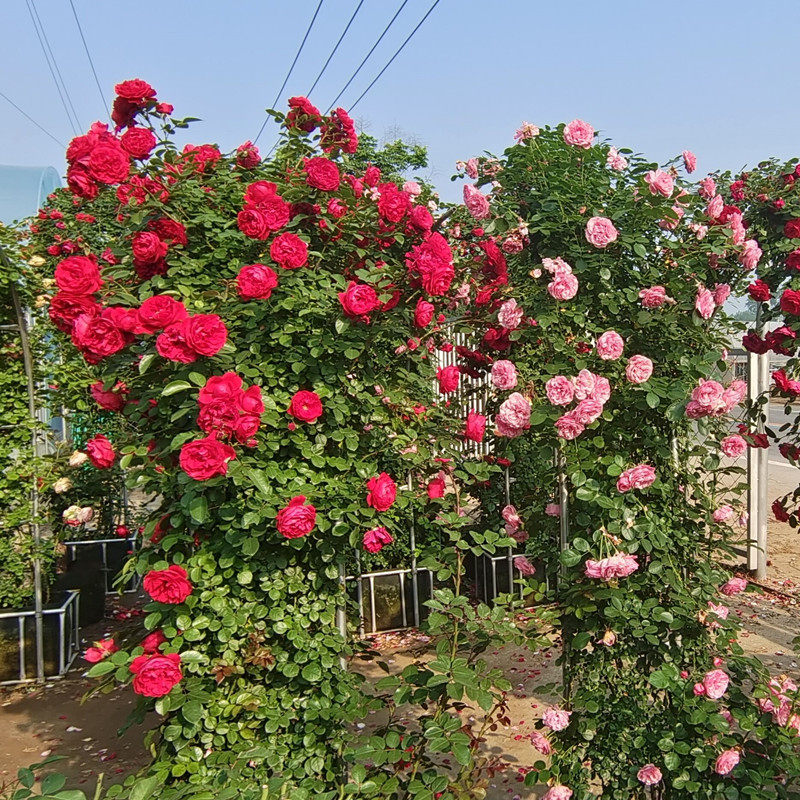 欧月爬藤藤本月季大苗四季开花不断别墅庭院爬墙花卉