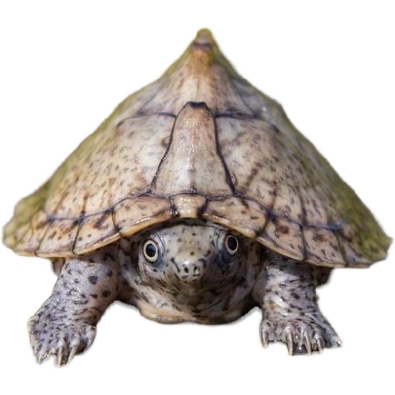 剃刀迷你龟苗宠物深水乌龟活物观赏迷你屋屋顶龟