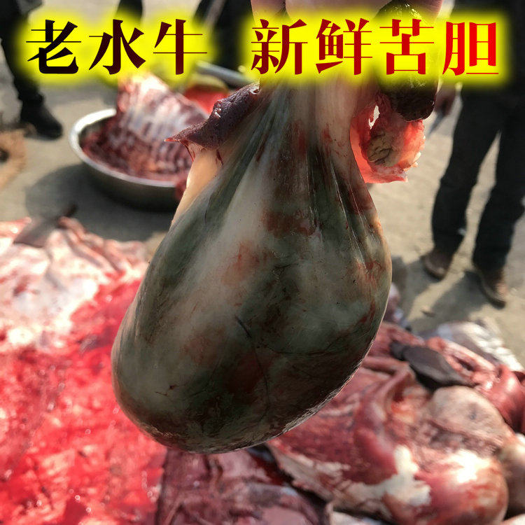 直供贵州毕节 食草水牛胆 新鲜牛胆 乡下散养水牛苦胆汁100克价格