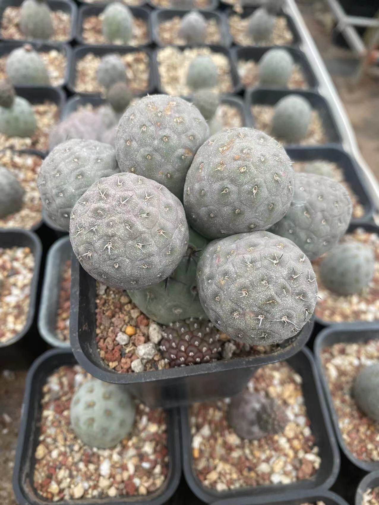 仙人28包邮直播专用四号仕童多头多肉植物球科多肉植物