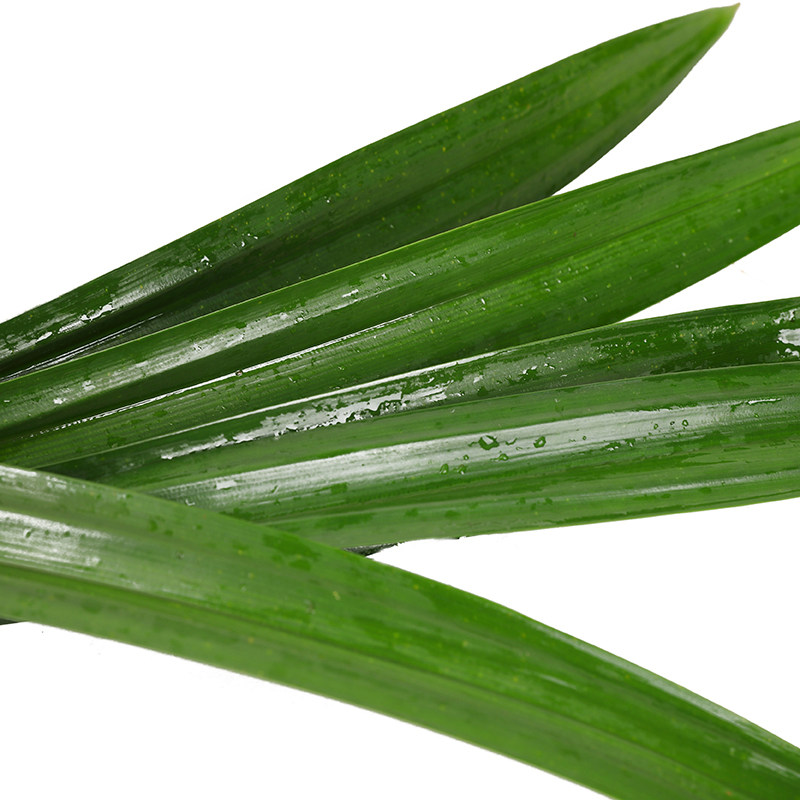 香兰蛋糕千层500g米饭糯米芒果蔬菜叶新鲜班兰叶其它