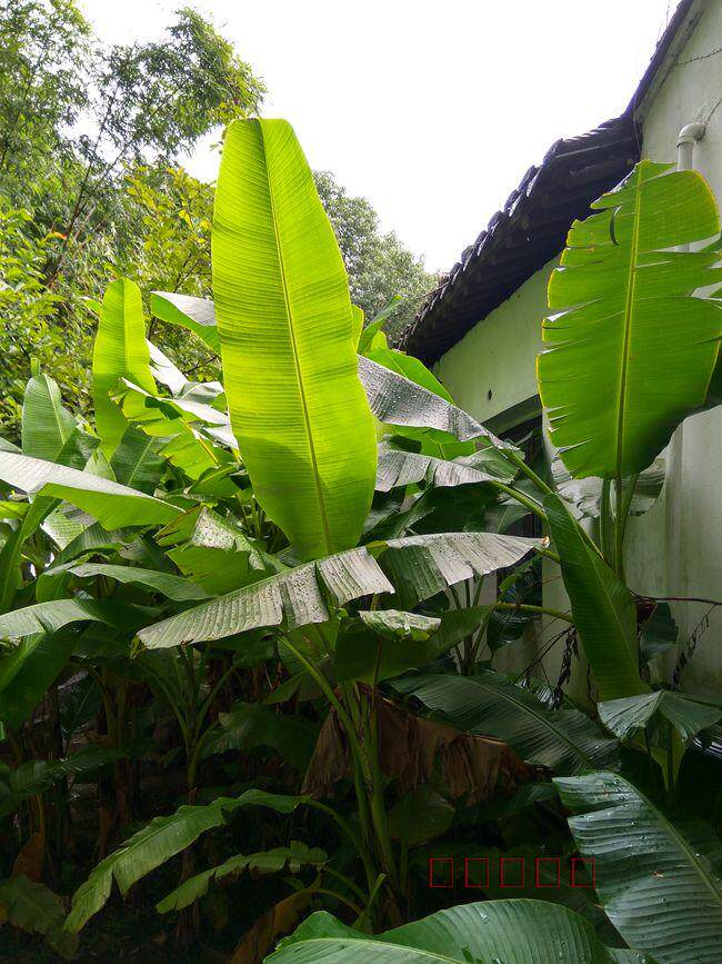 植物芭蕉树庭院大叶球根花卉室外四季盆栽绿化绿植