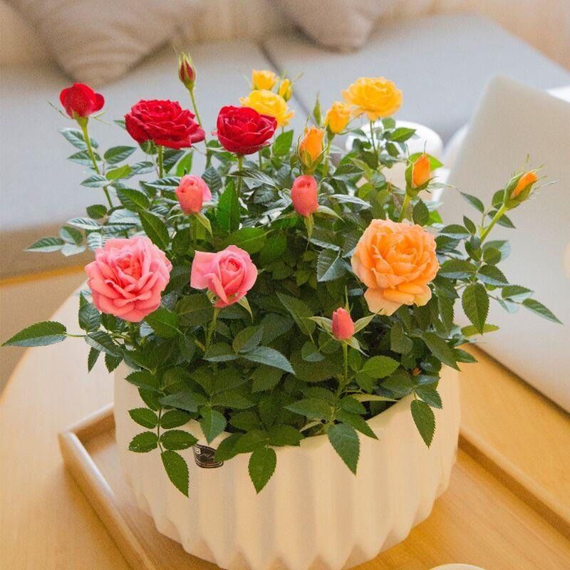 花苗玫瑰玫瑰花盆栽月季月季花大花绿植阳台室内鲜花速递同城