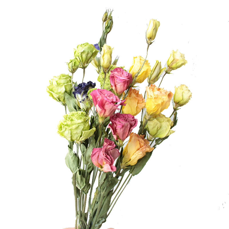 云南昆明天然真花洋桔梗新房干花装饰麻绳花束干花