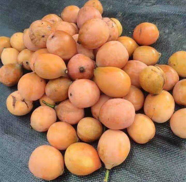 山竹黄金新品恰恰澳洲美味可口耐寒南北方庭院果树果树