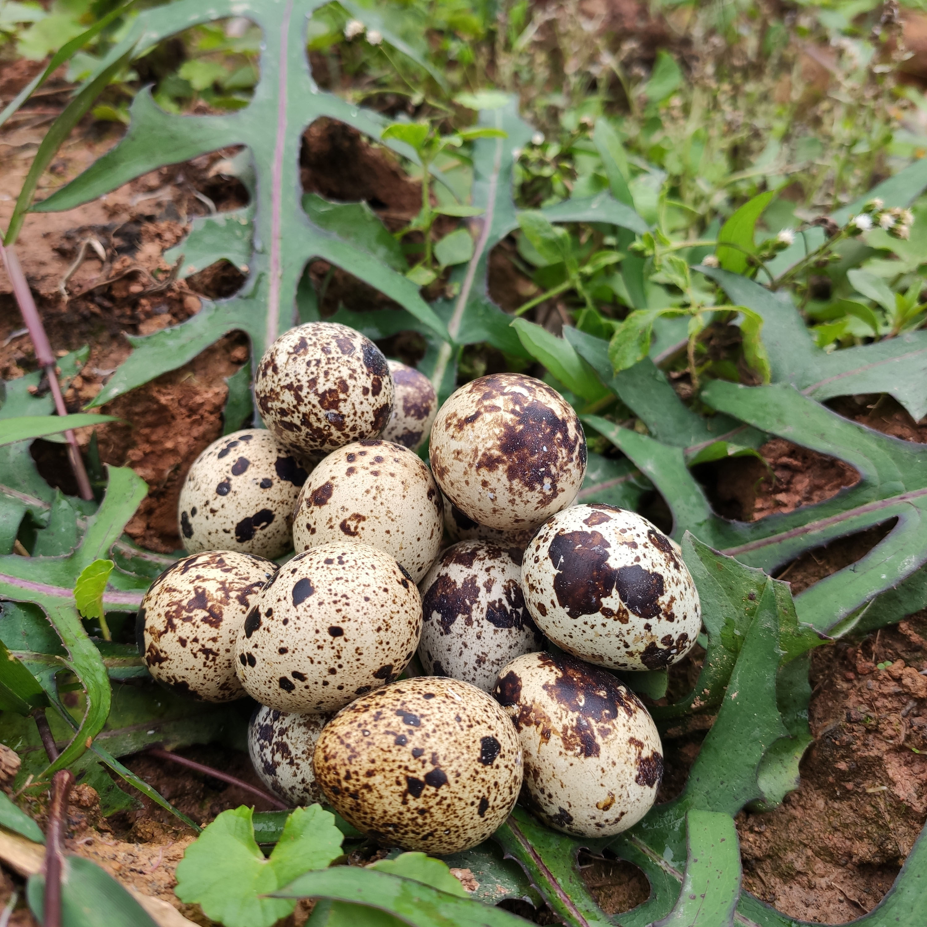 农家杂粮新鲜鹌鹑蛋生蛋宝宝辅食农户散养140枚其它