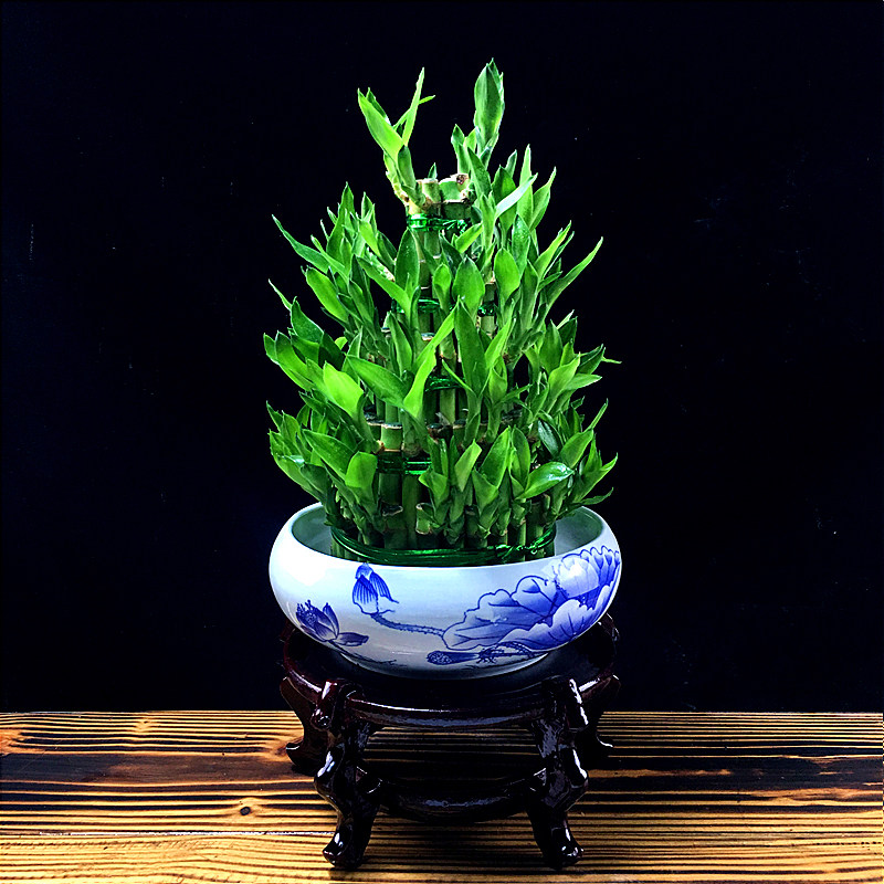 富贵竹盆栽植物水养客厅招财驱蚊办公室绿植室内绿植