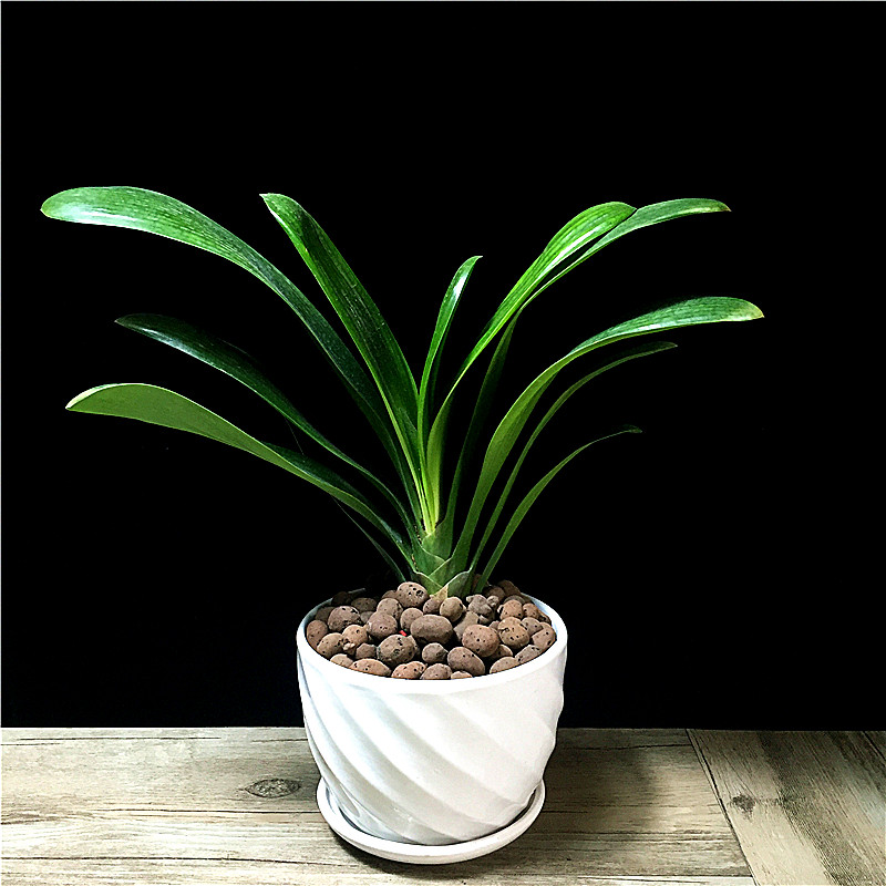 君子兰盆栽高档名贵含盆花卉植物室内花好养活时令草本花卉