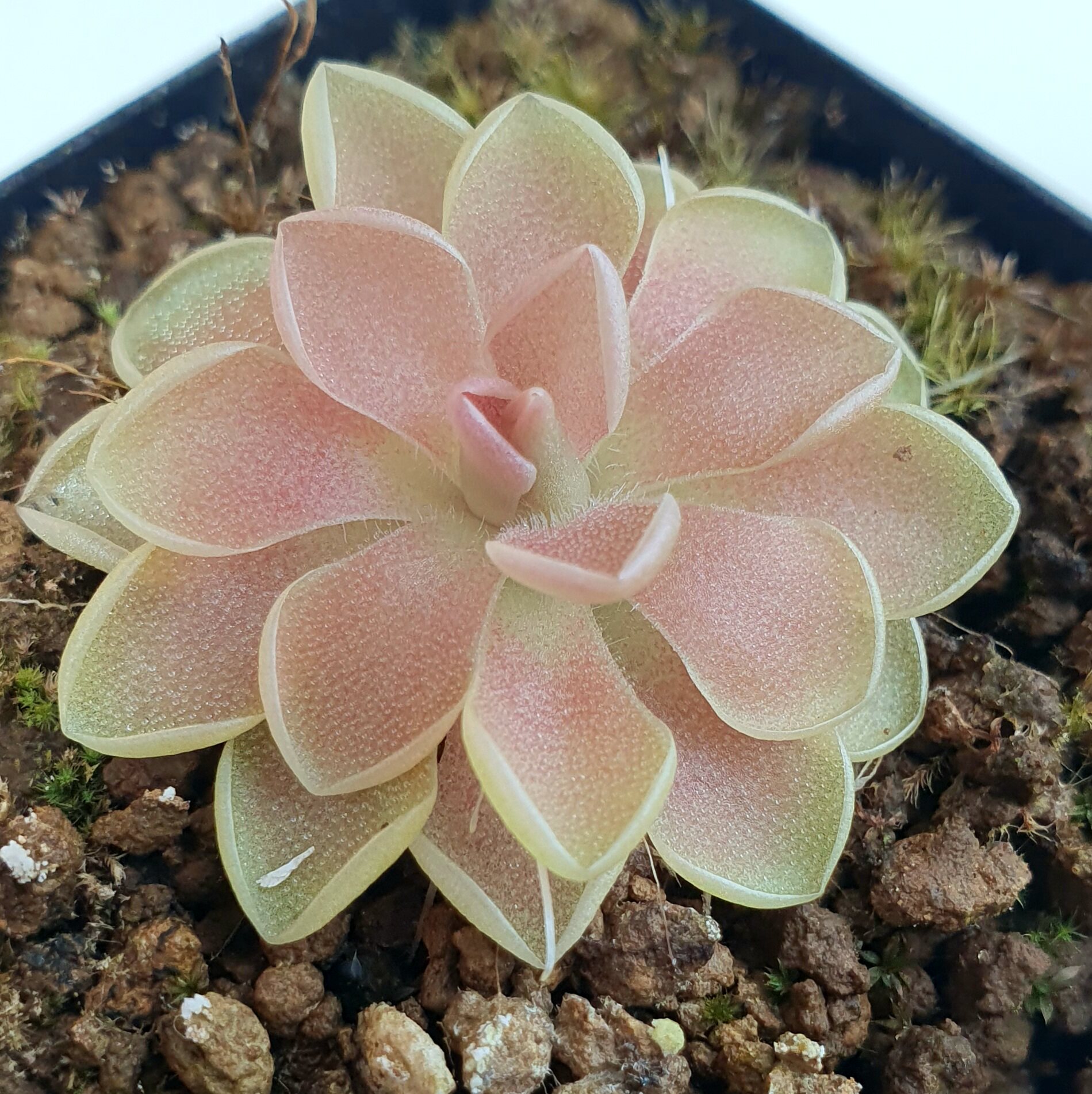 粉嫩边缘叶边缘叶面delta新品捕虫德尔塔乳白色绿植