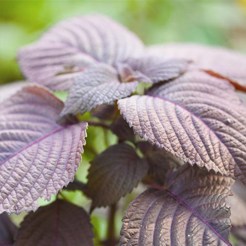 优种农场有机种籽绿苏盆栽赤苏花卉芳香菜种蔬菜种子