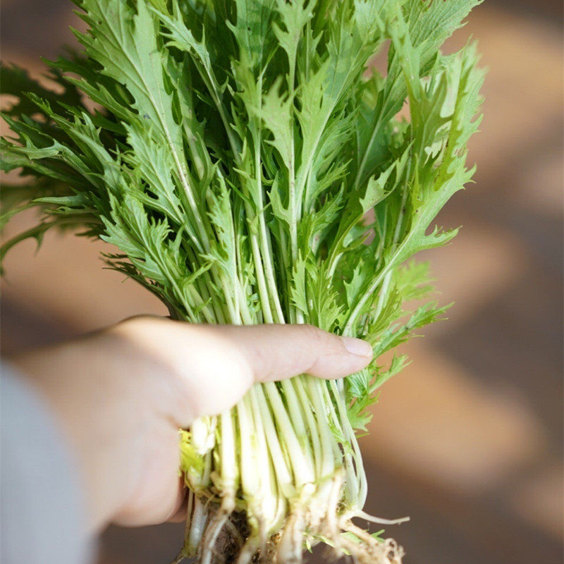 日本水菜紫京水菜千筋菜种子蔬菜基地家庭园艺蔬菜种子