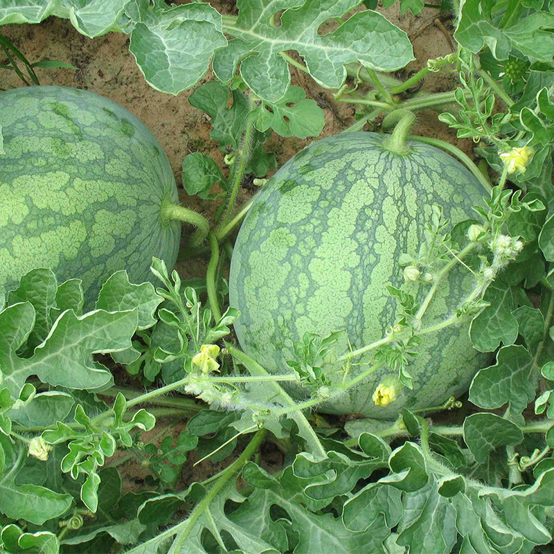 京欣二号西瓜种子早熟优质丰产农科院北京大兴大西瓜种籽东北地雷