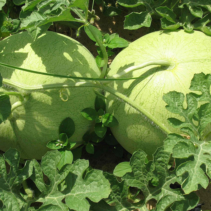 京欣二号西瓜种子早熟优质丰产农科院北京大兴大西瓜种籽东北地雷