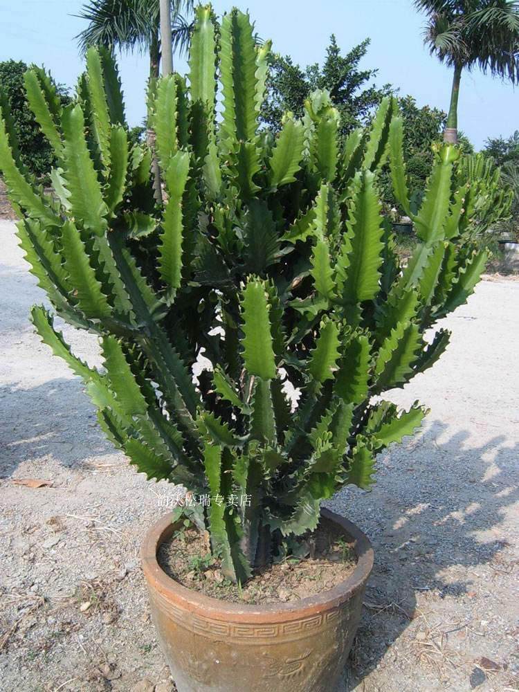 多肉植物巴西龙骨七星剑花龙骨花盆栽吸甲醛防辐射花卉植物可长大