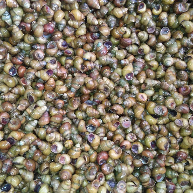 5斤装中号田螺泥螺清水螺丝专做螺蛳熬汤鲜活泥螺