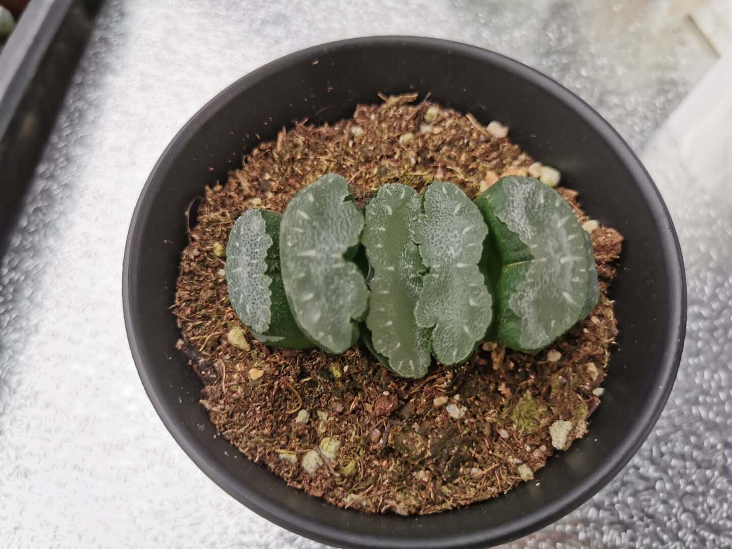 十二新款苗埔花卉园艺多植物猛犸玉扇客厅阳台多肉植物