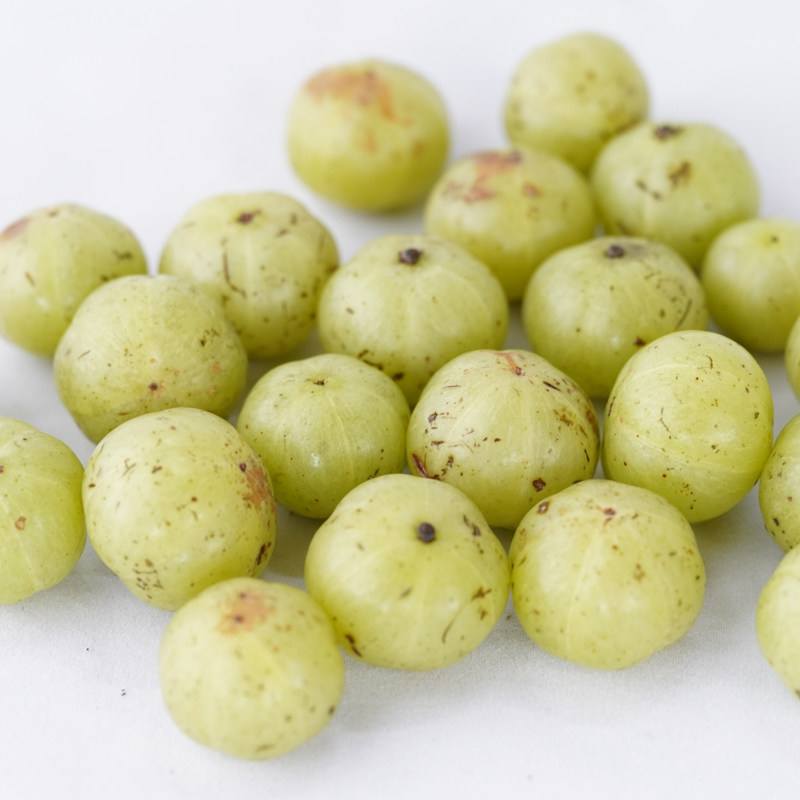 牛甘果苗果树树苗油甘苗余苗油苗大嫁接果树