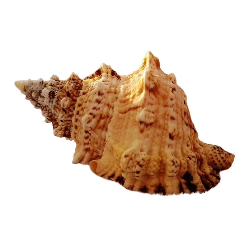 石号螺天然海螺超大摆件可听听海风声鱼缸造景海螺