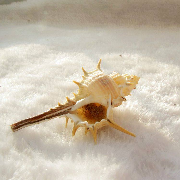 海螺贝壳巫骨刺螺鱼缸家居摆件寄居替换海螺