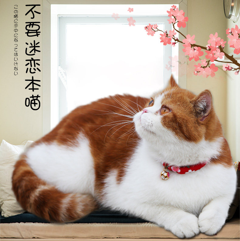 日本和风猫咪项圈小猫铃铛狗狗防虱子颈圈脖圈除跳蚤项链宠物用品