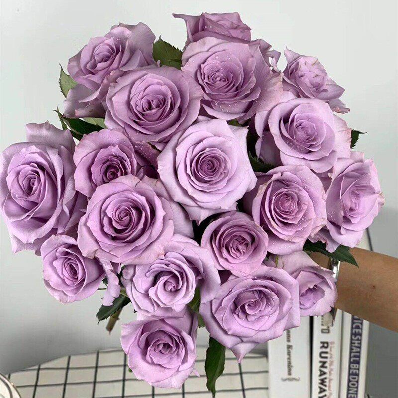 花苗新品玫瑰玫瑰花海洋之歌月季大苗四季开花时令草本花卉