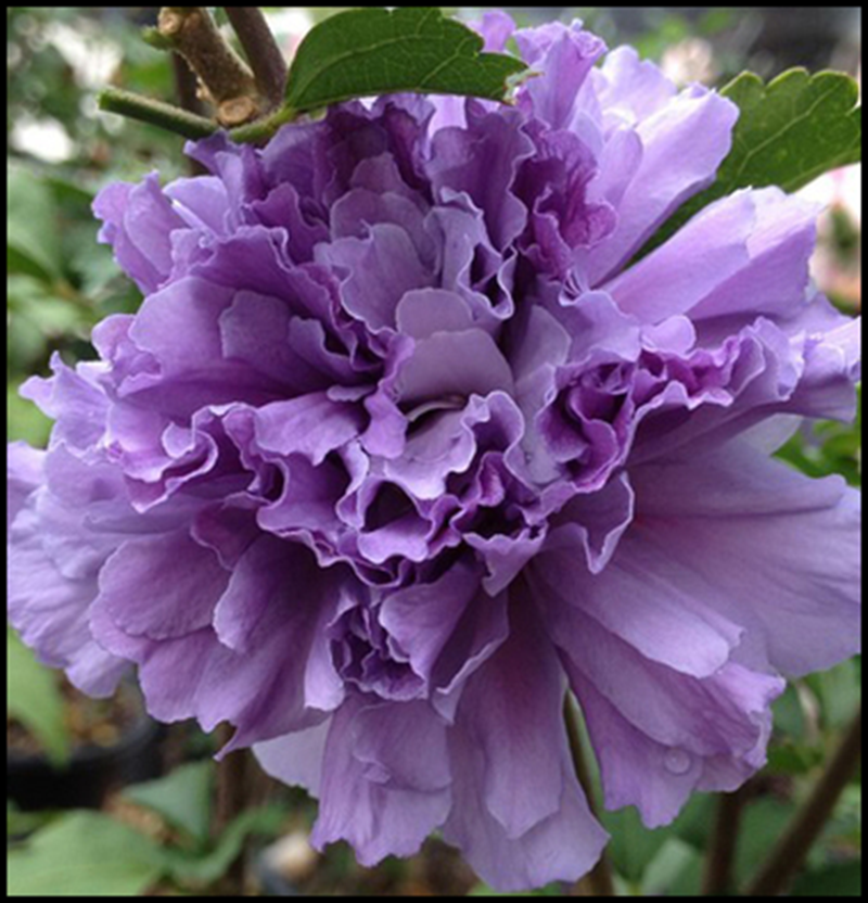 花隐园艺家日本本木紫玉多季耐晒勤花盆栽庭院时令草本花卉