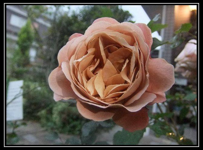 月季花隐园艺家日本空蝉咖啡复古色系玫瑰小苗时令草本花卉