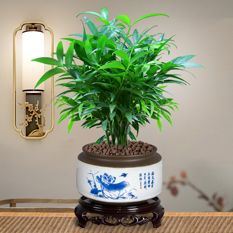 平安竹柏盆栽室内客厅清香长寿盆景净化空气四季绿植