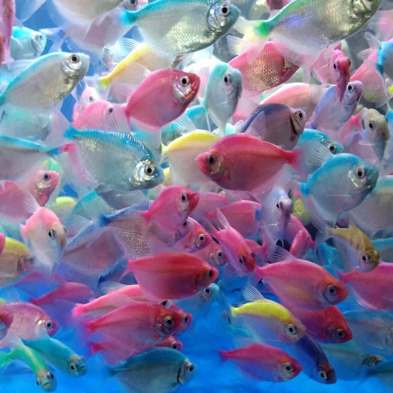 彩群活体七彩游鱼热带观赏鱼淡水小型彩色金鱼鱼