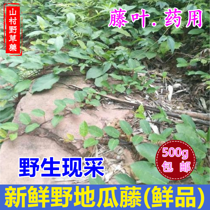 新鲜野地瓜藤叶 现采野生地枇杷藤 四川地果藤 中药材 也可种植用