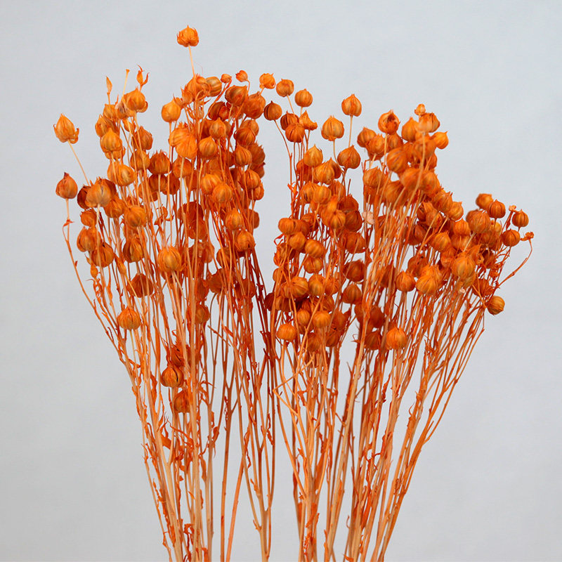 相思豆云南干花花束多色永生花欧式diy客厅装饰干花